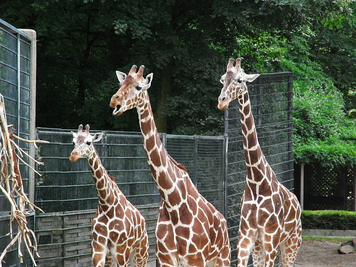 giraffes, zoo, mammal, wild animal