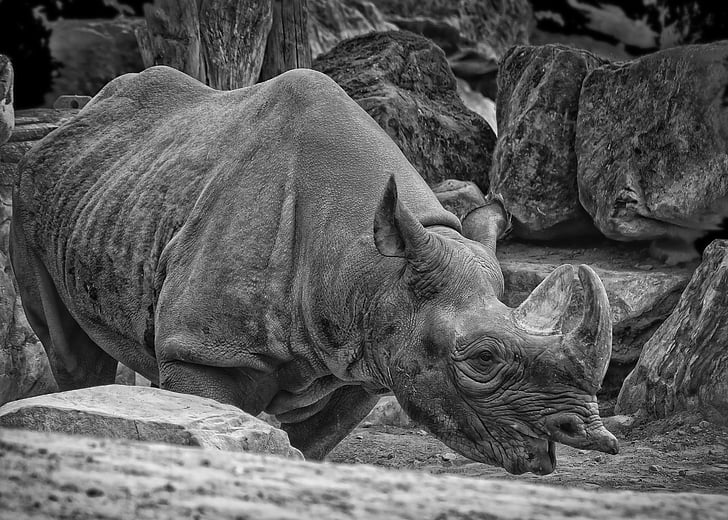 Rinoceronte, safári, mundo animal, paquiderme, chifre, Parque natural, lado