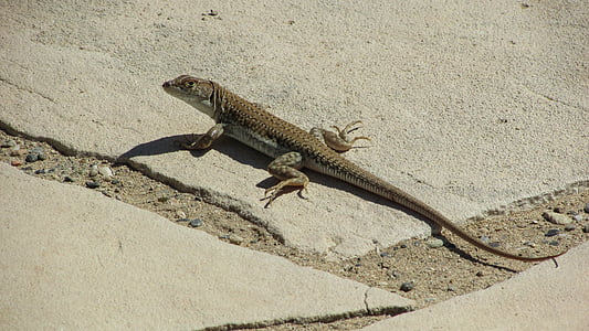 lizard, acanthodactylus schreiberi, reptile, staring, wildlife, nature, fauna