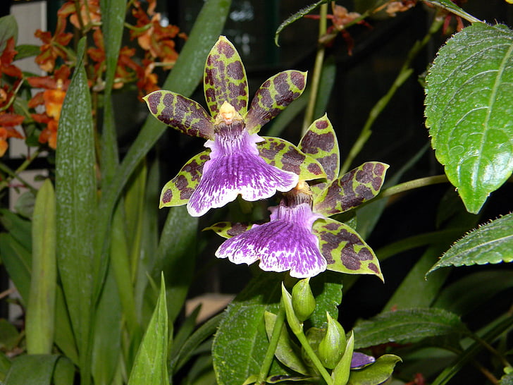 Орхидея, цветок, Оранжерея, фиолетовый, Блум, завод, тропический