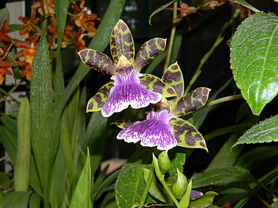 Orquídea, flor, el invernadero de naranjos, púrpura, floración, planta, tropical