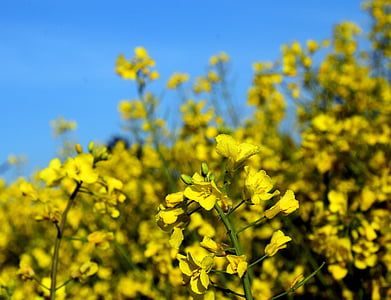 oilseed rape, blossom, bloom, yellow, field of rapeseeds, plant, nature