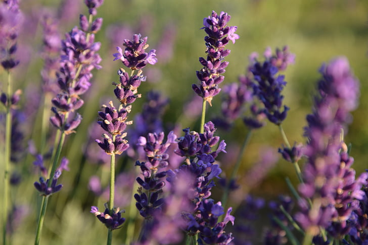 lavender, flower, summer