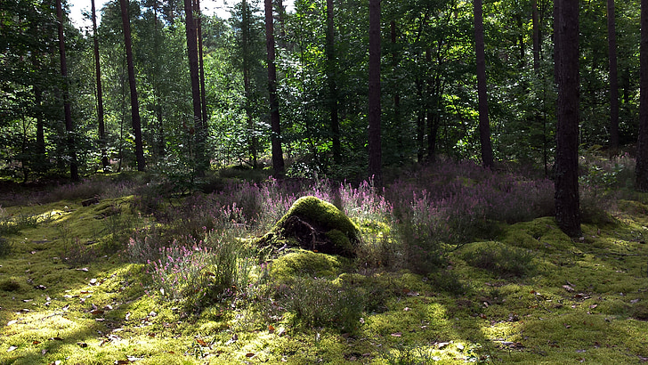 undergrowth, forest, heather