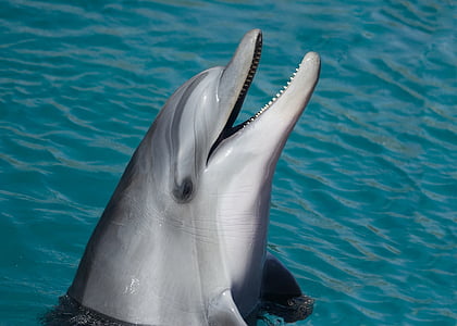 dolphin, sea, marine, smart, animal