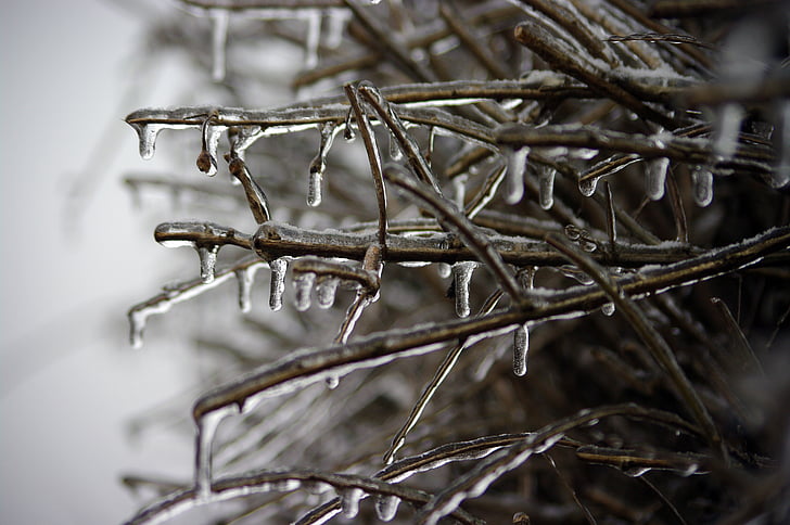 frozen branch, winter, ice, icing, landscape, frost