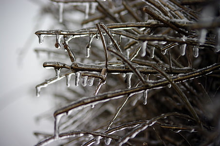 gefrorene Zweig, Winter, Eis, Sahnehäubchen, Landschaft, Frost