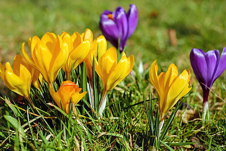 crocus, flowers, bloom, yellow, violet, spring, meadow