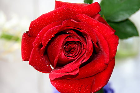 rose, dew, water, red, petals, flower