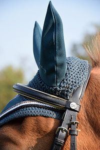 άλογο, τα αυτιά, που φέρουν καπέλο, χαλινάρι, κεφάλι αλόγου, βόλτα
