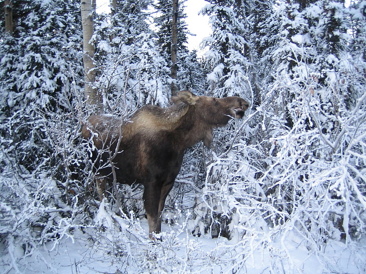 moose, nature, cold, wildlife, animal, brown, antler