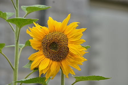 bunga matahari, bunga, kelopak, kuning, alam, tanaman, bunga besar