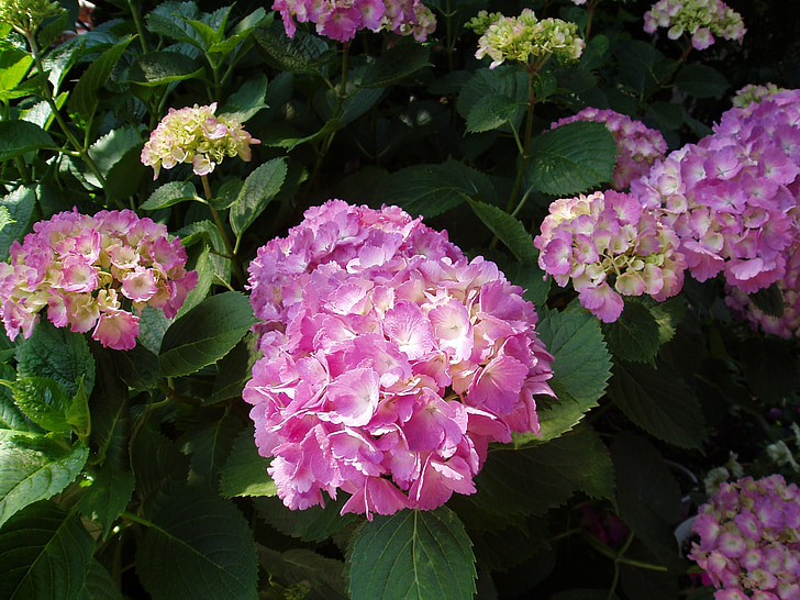 Hortenzija, birželio, gėlė, Japonijoje gėlės, natūralus, gėlės, lietaus sezonas
