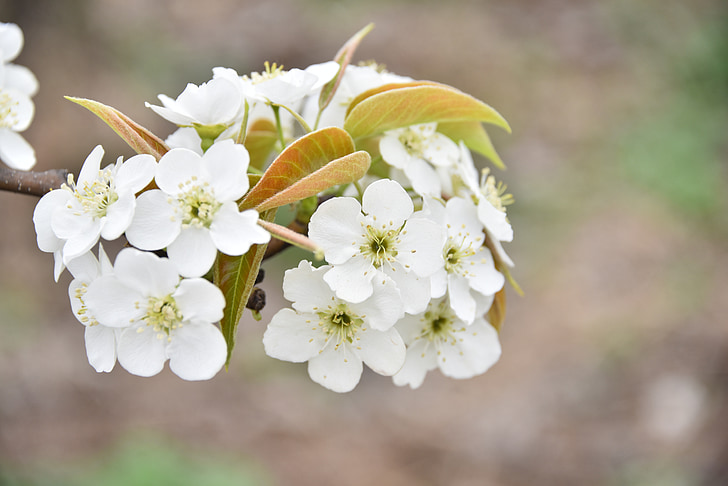 päronblomma, Orchard, vit, vita blommor, Flora, våren