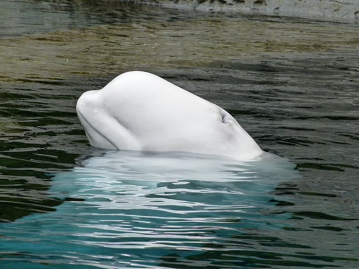 Beluga-Wal, Ozean Säugetier, Tier, Leben im Ozean, Wasser, Kopf
