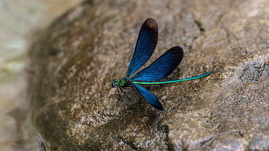 Dragonfly, China, Geopark, Henan, insect, natuur, dier