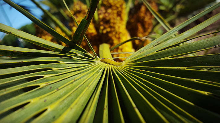 Portugal, Palm Tree, alam, keluar, tekstur, hijau