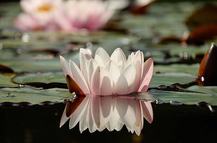 water lily, flower, blossom, bloom, flowers, pink, mirroring