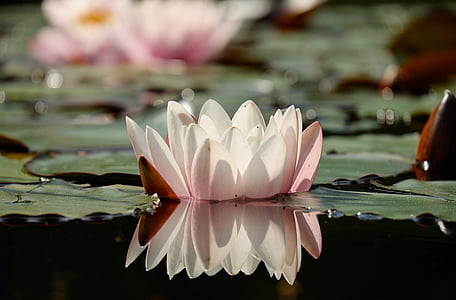 water lily, Hoa, Blossom, nở hoa, Hoa, màu hồng, phản ánh