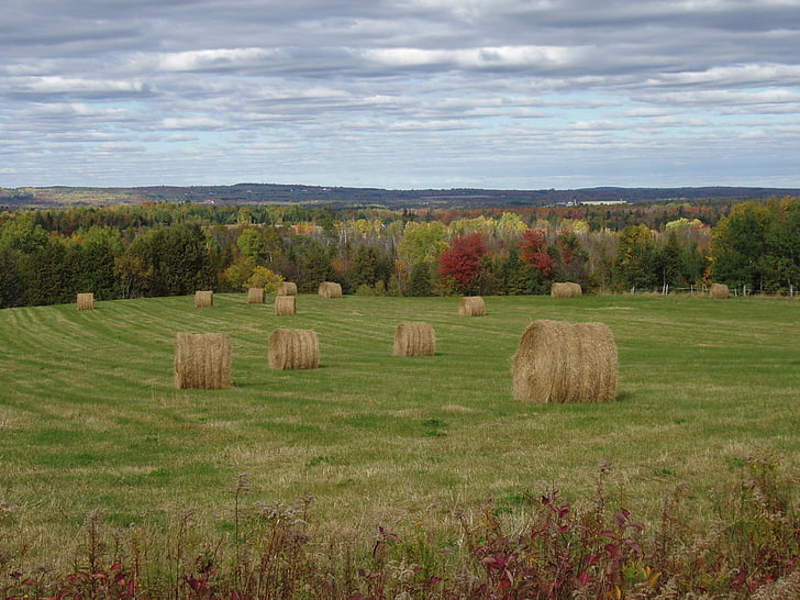 jesen, jesen, Maine, polje, aroostook, houlton