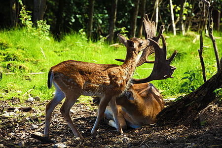 Roe deer, Hirsch, hoang dã, rừng, Nhung, Thiên nhiên, động vật
