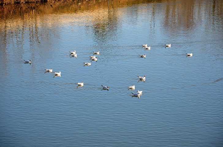 ducks, duck, water, nature, bird, quiet, animal