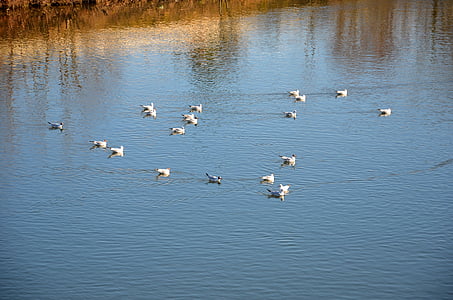 ducks, duck, water, nature, bird, quiet, animal