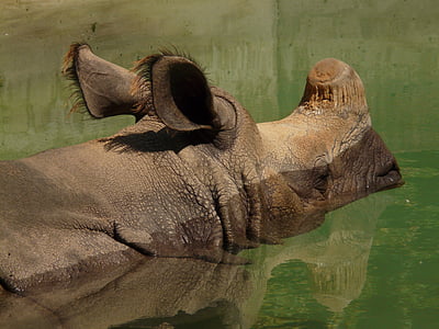 indijski nosorog, Rhino, nosorog, perissodactyla, sesalec, živali, bitje