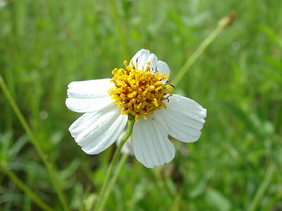 kwiat, biały kwiat, Natura, wiosna, ogród, białe kwiaty, mały kwiat