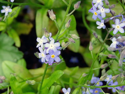 flower, blue, forget me not, nature