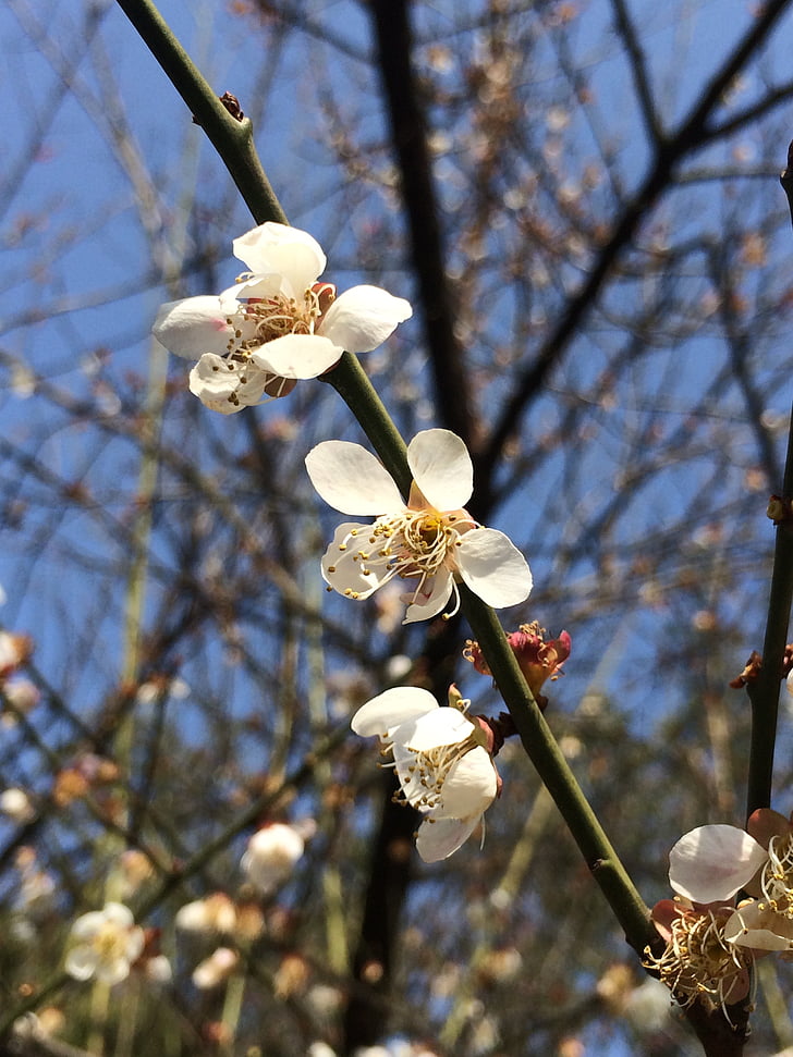 tavaszi, Plum blossom, kék ég, virág, fehér, közeli kép:, fa