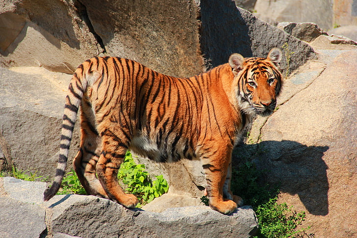 tiger, cat, animal world, predator, animals, animal, striped