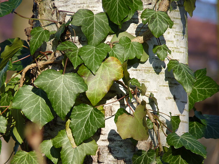 Ivy, Birk, træ, grøn, Log, ranke, plante