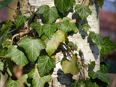 ivy, birch, tree, green, log, ranke, plant