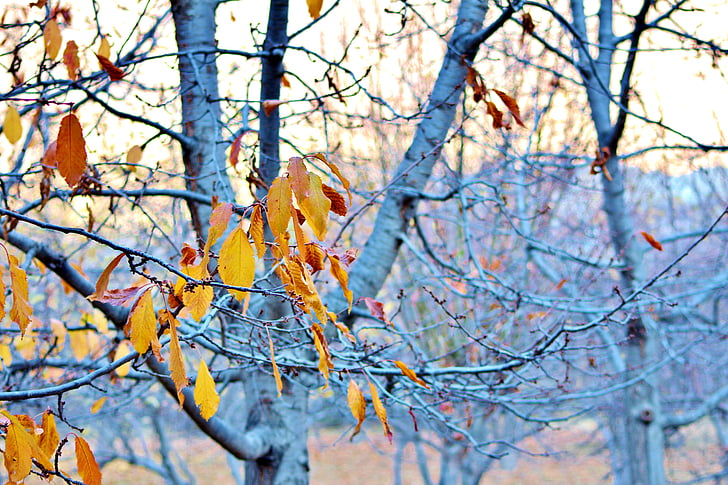 drvo, list, žuta, priroda, šuma, Sezona, boja