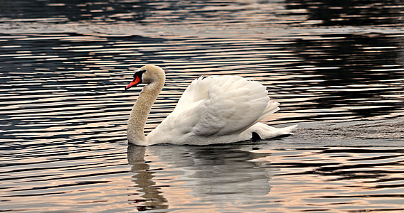 Swan, vann, hvit, vann fugl, Lake, natur, hvite svane