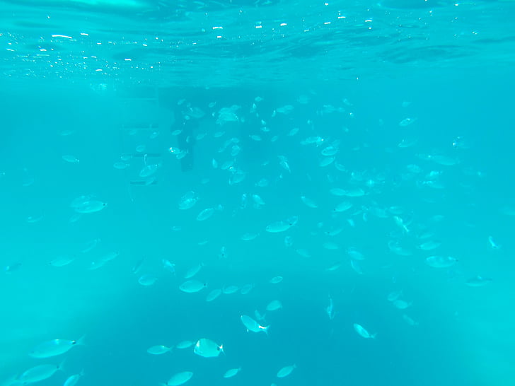 sota l'aigua, peix, eixam de peixos, Mar, blau