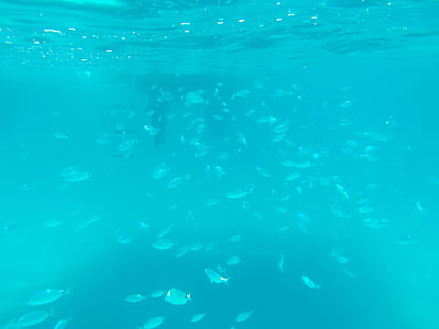 bawah air, ikan, kawanan ikan, laut, biru