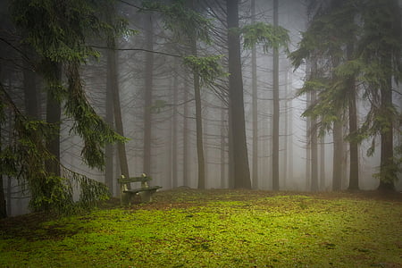 松, フォレスト, パッド, 空き地, 霧, 神秘的です, 松の木