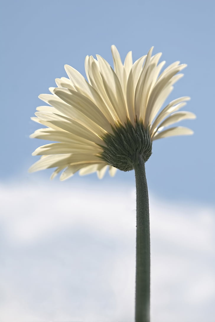 Daisy, blomma, vit, enda, begrepp eag, Compositae
