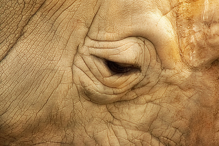 Nosorog, životinja, Životinjski svijet, portret, Afrika, sisavac, Safari