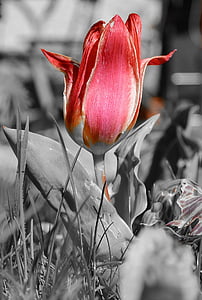 primavera, Tulip, rojo, flor, flor, floración, naturaleza