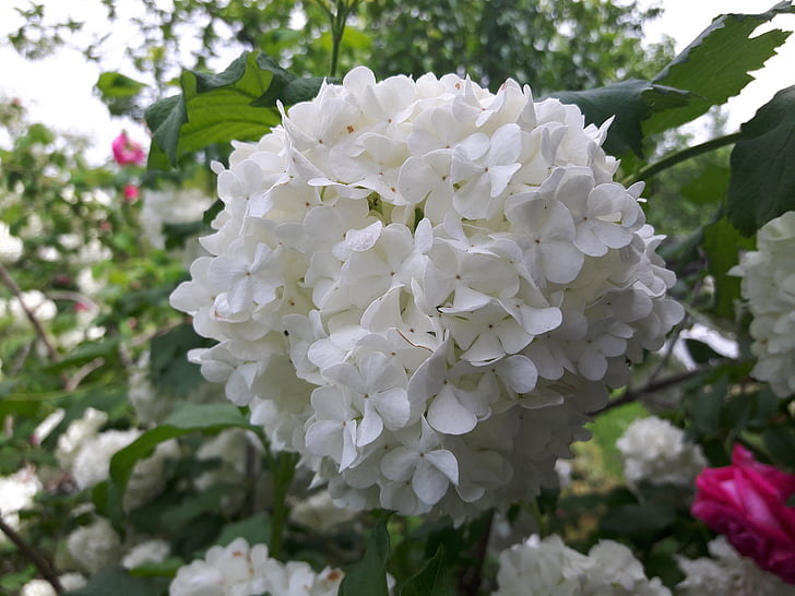 Kartopu, Beyaz, çiçek