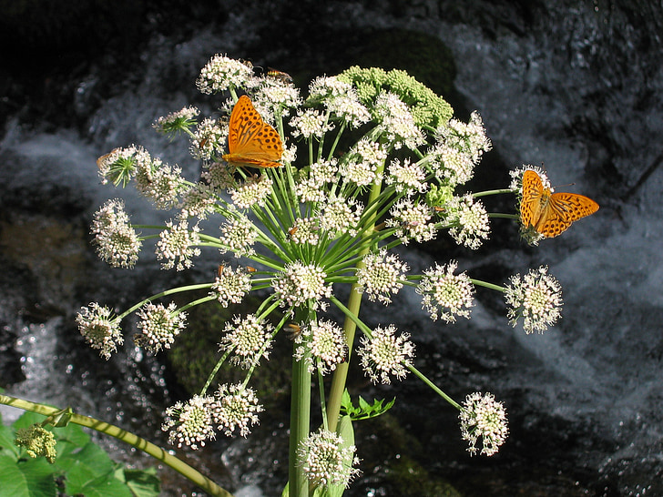 flower, butterfly, macro