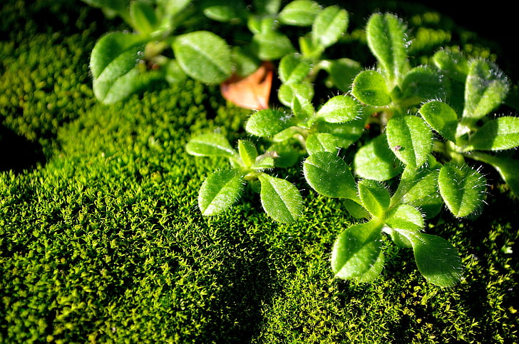 grøn, Moss, makro, natur, baggrund, plante