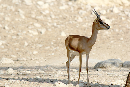 Wildlife park, Oryx, Park, looduslike, Safari, loodus, looma