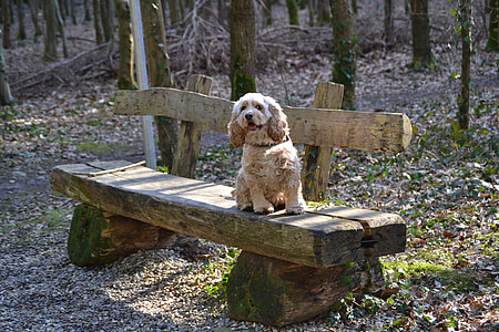 american cocker spaniel, dog, dog on bench, animal, nature, animal world, sweet