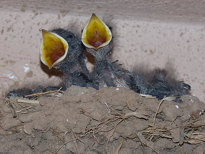 chicks, birds, young, nest, eat, hyip, swallows