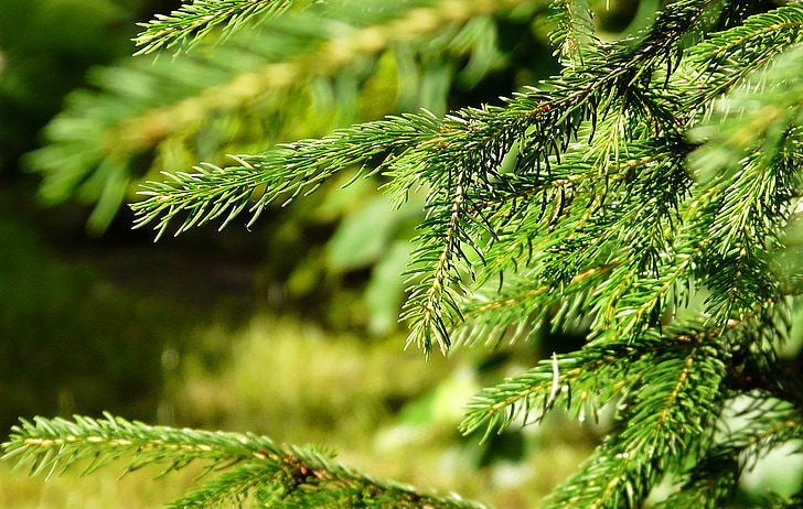 Spruce, jarum, musim panas, jarum, hutan, matahari, relaksasi