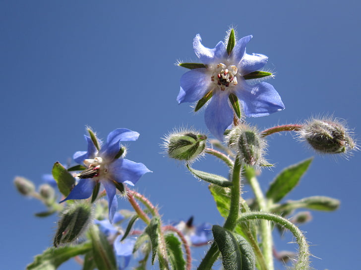 borage, borago officinalis, 오이 나물, 꽃, 블 룸, 봄, 블루